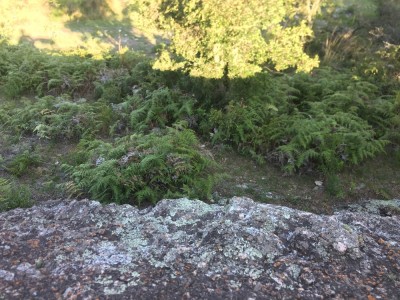 CASA DE CAMPO CON 100 HECTAREAS Y RÍO !!